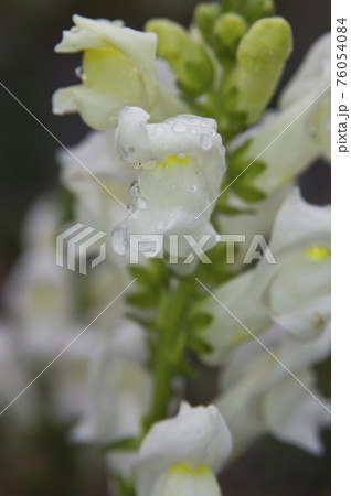 白色のキンギョソウ（ソネット）の花が満開です。学名はAntirrhinum majusです。 76054084