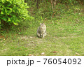 芝生の野良ねこ 76054092