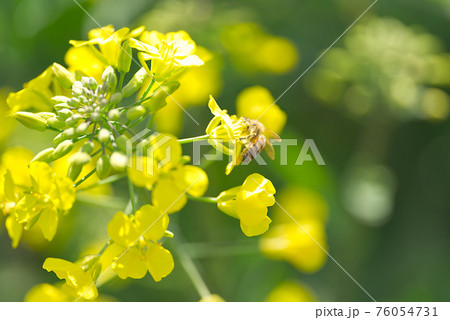菜の花とミツバチのアップ(マクロ撮影) 76054731