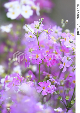 ピンクと白のサクラソウ ピンクと白のサクラソウ 76054776