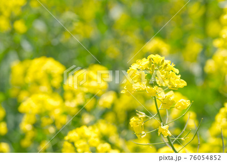 黄色が美しい菜の花 76054852