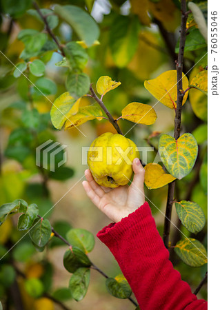 Harvesting in the garden. Cute girl takes the fruit from the tree. 76055046