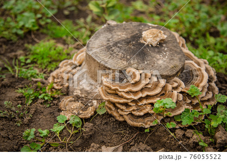 Mushroom grows on an old tree trunk. A group of large tree fungi or fungi parasitizes Mushroom grows on an old tree trunk. A group of large tree fungi or fungi parasitizes 76055522
