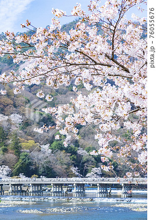嵐山　渡月橋　桜 76055676
