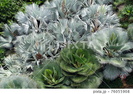 シンガポールOCBCスカイウエイからのヤシ 76055908