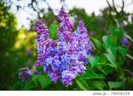 Spring blooming lilac Spring blooming lilac 76056159