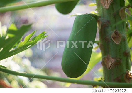 Green papaya fruit on tree Green papaya fruit on tree 76056224