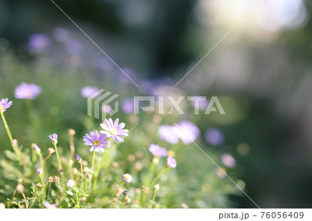 Purple lilac daisy flower green leaves Purple lilac daisy flower green leaves 76056409