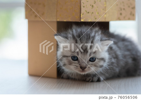 Cute persian kitten in box 76056506