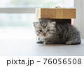 Cute persian kitten in box 76056508