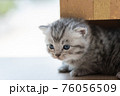 Cute persian kitten in box 76056509