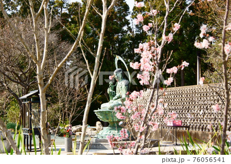 鎮国寺の水子地蔵尊と桜 76056541
