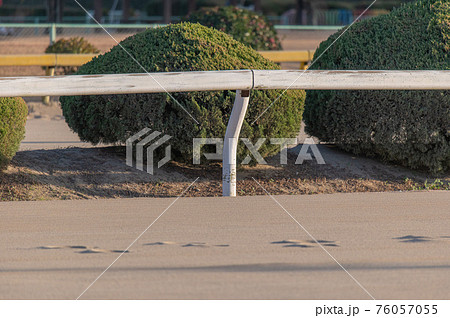 佐賀競馬 佐賀競馬 76057055