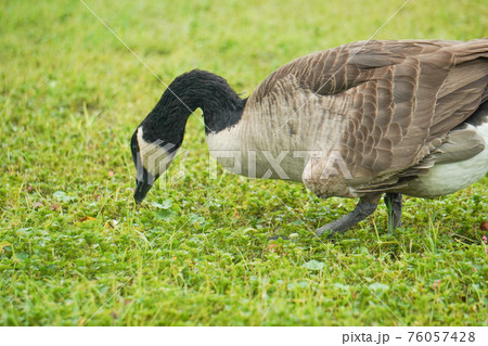 Canadian geese walking on the grassland 76057428