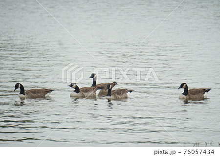 Canadian geese paddling on the lake Canadian geese paddling on the lake 76057434
