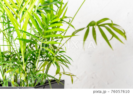 Chamaedorea elegans or Parlour Palm house plant Chamaedorea elegans or Parlour Palm house plant 76057610