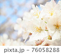 ソメイヨシノ 76058288