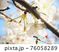 ソメイヨシノ 76058289