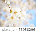 ソメイヨシノ 76058296