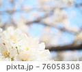 ソメイヨシノ 76058308