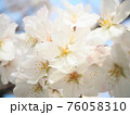 ソメイヨシノ 76058310
