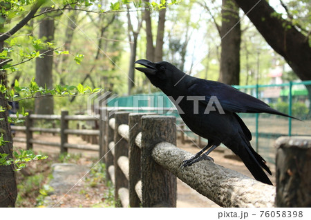 鳴くカラス 76058398