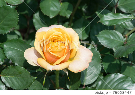 花 フラワー お花 76058447