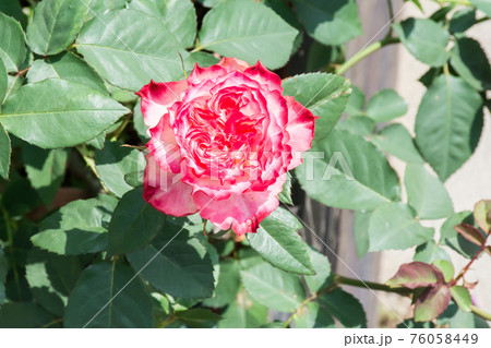 花 フラワー お花 76058449