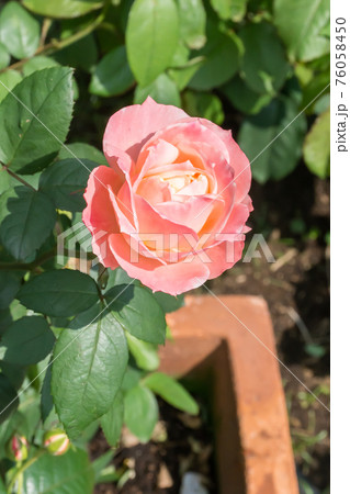 花 フラワー お花 76058450
