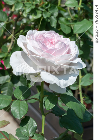 花 フラワー お花 76058454