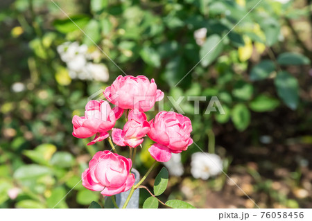花 フラワー お花 76058456
