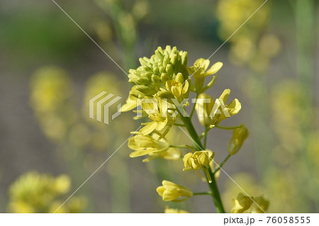 ワサビナの花 ワサビナの花 76058555