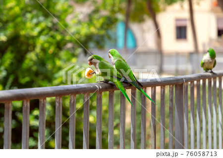 Couple of green parrots share bread on a fence in the city Couple of green parrots share bread on a fence in the city 76058713