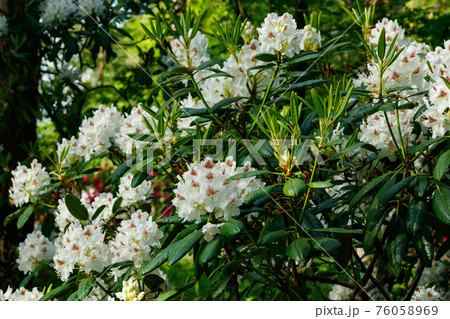 White rhododendron flowers in the park, Finland White rhododendron flowers in the park, Finland 76058969