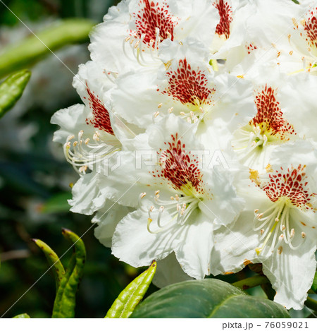 White rhododendron flowers in the park, Finland 76059021