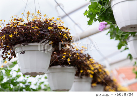Greenhouse plants, modern business, blooming in spring, botanical exhibition, farm and garden 76059704