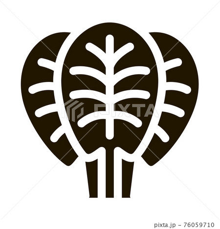 spinach leaves icon Vector Glyph Illustration spinach leaves icon Vector Glyph Illustration 76059710