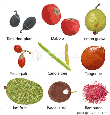 Set of fruits on white background Set of fruits on white background 76060182