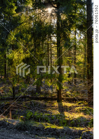 A forest path in beautiful early morning light. Green moss on the ground 76061562