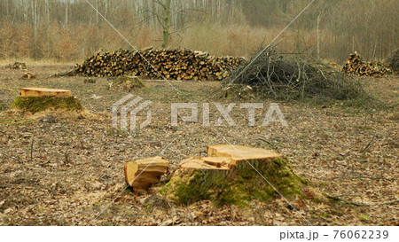 Cutting deforestation, logging cut industry pile timber of felled wood branches, stump newly new planted planting growing trees seedling making their way wood larva larvae, clear cut calamity wood Cutting deforestation, logging cut industry pile timber of felled wood branches, stump newly new planted planting growing trees seedling making their way wood larva larvae, clear cut calamity wood 76062239
