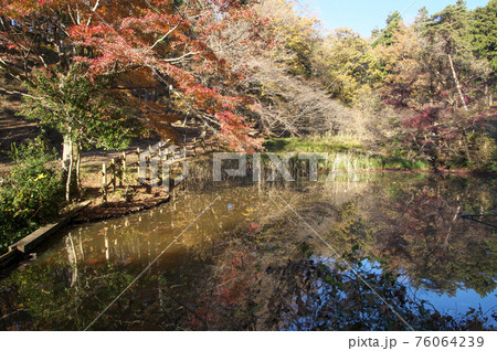 紅葉の霞丘陵自然園の池 76064239