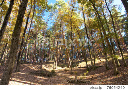 紅葉の霞丘陵自然園の林 76064240