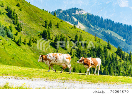 Cows grazing on lush green alpine meadows. Austrian Alps, Austria Cows grazing on lush green alpine meadows. Austrian Alps, Austria 76064370