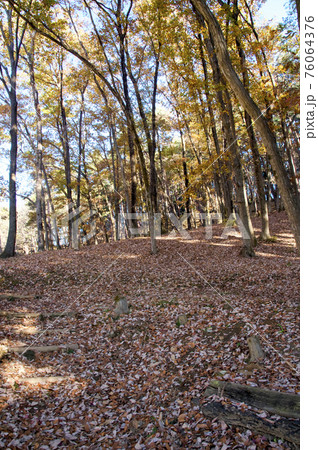 紅葉の霞丘陵自然園の林 76064376
