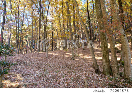 紅葉の霞丘陵自然園の林 76064378