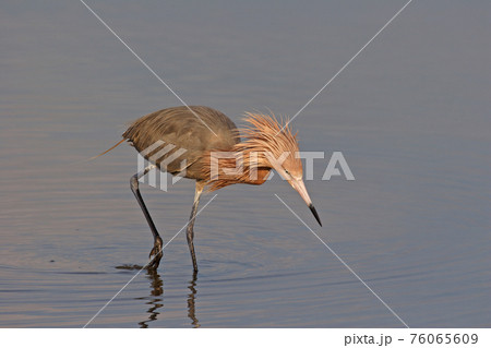 Reddish Egret at Fort De Soto State Park, Florida. 76065609