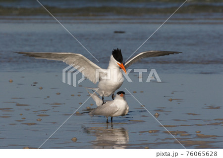Royal Terns in Fort De Soto State Park, Florida. Royal Terns in Fort De Soto State Park, Florida. 76065628