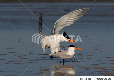 Royal Terns in Fort De Soto State Park, Florida. 76065630