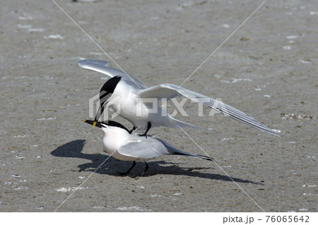 Sandwich Terns in Fort De Soto State Park, Florida. 76065642