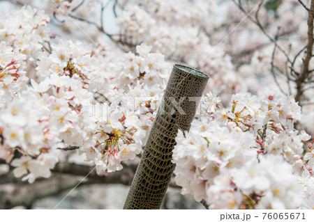 【卒業イメージ 満開の桜と卒業証書を入れる筒】 【卒業イメージ 満開の桜と卒業証書を入れる筒】 76065671